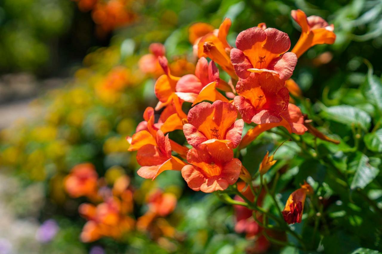 Camera Matrimoniale