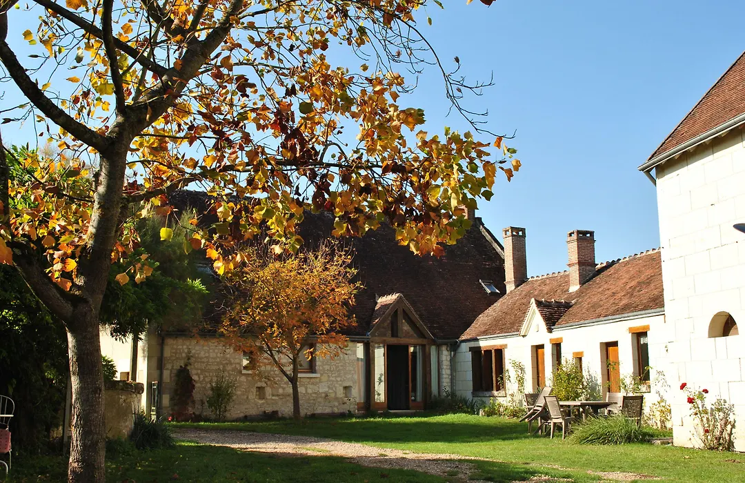 Le Tulipier de Virginie-1
