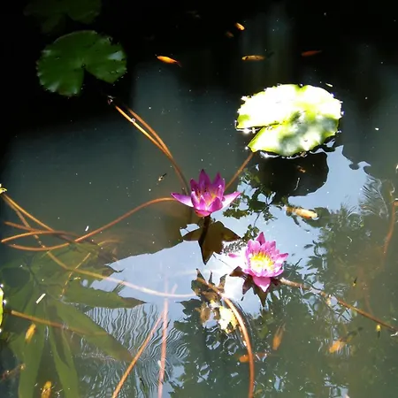 Windy Garden-3