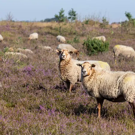 De Swarte Ruijter-2