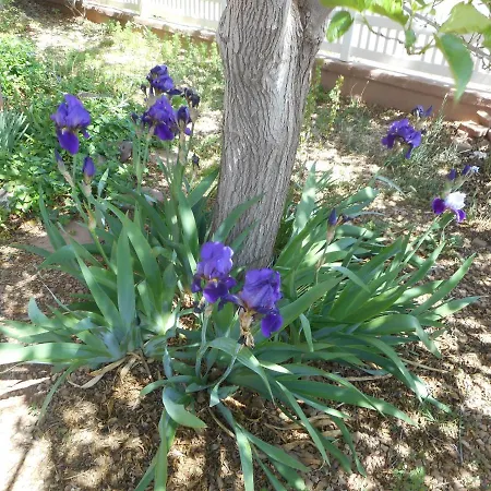 Violet Rose B&B-2